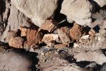 PICTURES/Petrified Wood/t_P1010430.JPG